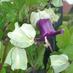 CottageGardenSociety (@cottagegardenso) Twitter profile photo CottageGardenSociety (@cottagegardenso) Twitter profile photo