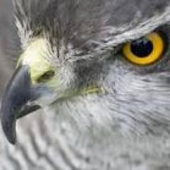 JPLighthawk's profile picture. 