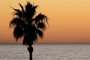 SanibelDusk's profile picture. Avid and fervent promoters of Florida's best vacation island and the world's best shelling beach