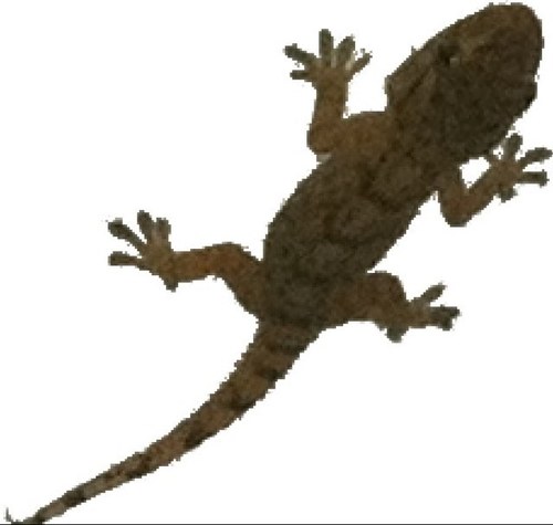 microbitsw's profile picture. 