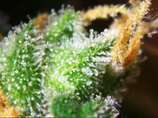#PiffProblems / #HighMoments / #stoners