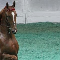 Foster7Alex's profile picture. 