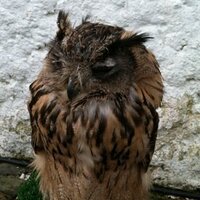 Madeline Boughton (@glasnevingirl) 's Twitter Profile Photo Madeline Boughton (@glasnevingirl) 's Twitter Profile Photo