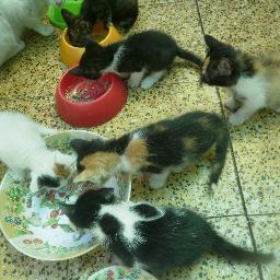 adopciongatitos's profile picture. adopciongatitos@gmail.com