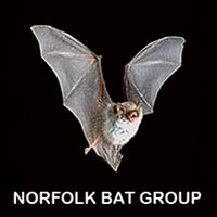 NorfolkBatGroup(@NorfolkBatGroup) 's Twitter Profileg