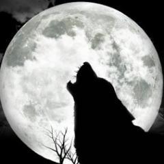 neromarko's profile picture. 