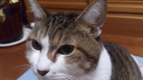 yoyarin48's profile picture. 国語苦手。
でもなんかつぶやいてみる。