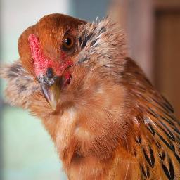 smallspade's profile picture. visual artist, former academic and current farmer - friend to goats and heirloom vegetables.