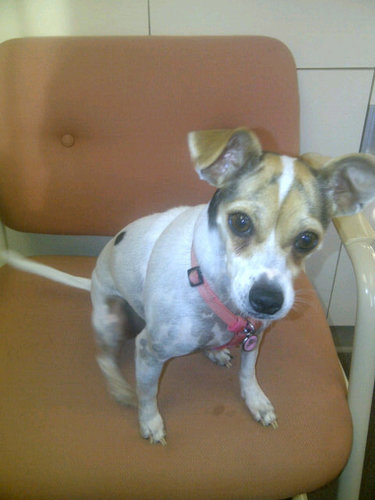 Tycholes's profile picture. dog rescuer, adventure seeker