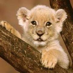 sigueme si estas en contra del maltrato animal y te sigo