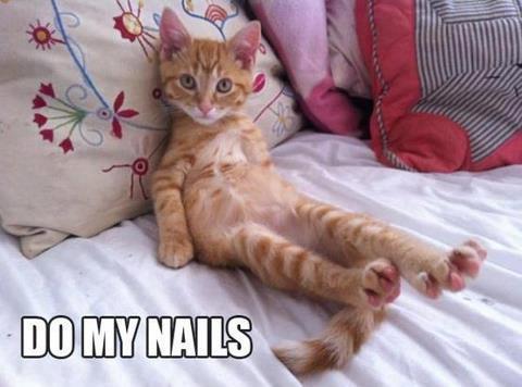 If boo follow me and this kitty will rub my head agenst your leg and purr like a happy kitty :)