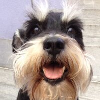 Milo Mac (@appleair29) 's Twitter Profile