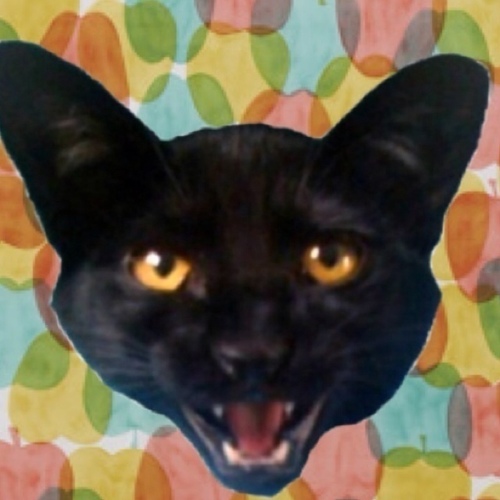 ひじき姫 黒猫クッションはikeaです 近くにikeaがないので通販で購入しました Http Ikea Store Jp Rt Mimiko2330 Hijiki916 ね ねえ あの黒猫クッションはどこで手に入れましたか ひじき姫 黒猫クッションはikeaです 近くにikeaがないので通販で購入しました Http Ikea Store Jp Rt Mimiko2330 Hijiki916 ね ねえ あの黒猫クッションはどこで手に入れましたか