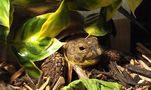 I'm a Russian tortoise.  And I'm awesome.