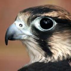 ChswFalcon's profile picture. Latest falcon news 
Whats popping