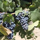 Sam Shad - @Fadarofoods - Twitter