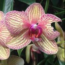 Danielle Schindler - @Schin_Dig - Twitter