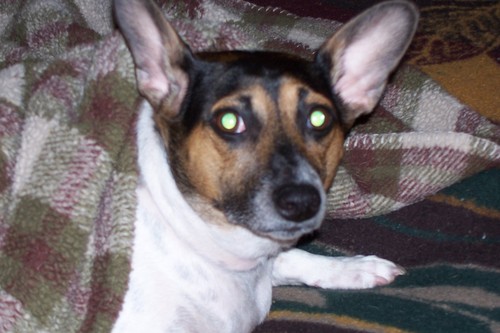 jsmaximum's profile picture. I love animals , my family and especially my husband! I am a bit of an artist... I do polymer clay and make mosaics. I also paint some. I always smile.