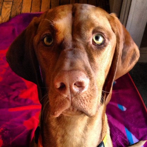 I'm a Vizsla and mah peeps are @xgravity23 and @kglbltz in #sgf. Mah little seester is @MikaVizsla. #rundogs