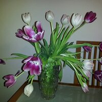 Sabina Zv (@sabinazslp) 's Twitter Profile