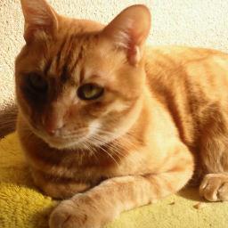 pair_cat_mama's profile picture. 　小さい動物が大好き！　今５歳の猫を飼っています。
趣味は広く浅く　猫　ドライブ　読書　映画　恋愛（笑）　よろしく！！