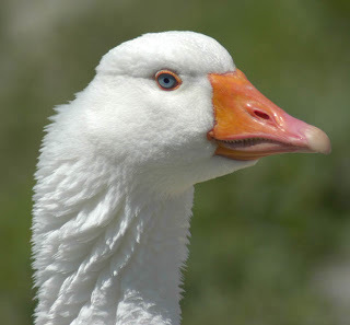 Negativity killed the duck. Actually I ate it and it happens to quack often. Writer. Insirational Thoughts. #Quack #Grateful #PositiveThinking