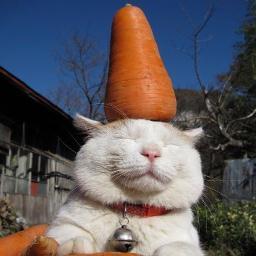 Australian food and fitness blogger. #Runner. Previously lost over 55kg (121 lbs). Cheese lover. Actually not a cat with a carrot on its head.