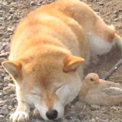 インコの捜索。FX為替。動物福祉。動物園の環境改善を訴える。（例）旭山動物園：2018年～22年に2匹のチンパンジー赤ちゃん、キリン親子、カバの赤ちゃんが立て続けに事故死。