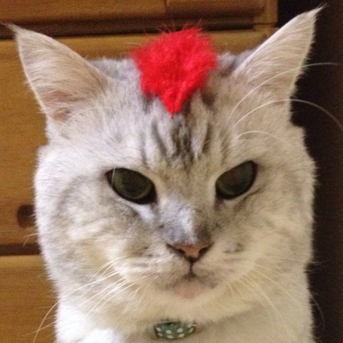 明太子キャット