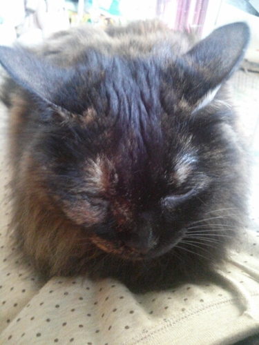 yukichyyyy's profile picture. がんばらない系OL