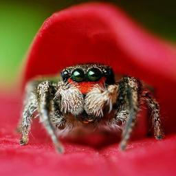 Alternative spiders