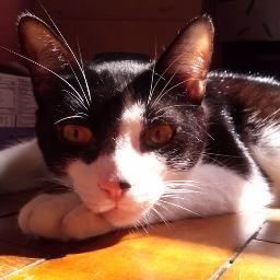 oiAninha's profile picture. 