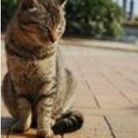 yotsu @ #GLIM おかわり三杯 (@t4yk15) Twitter profile photo