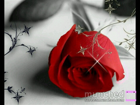 noof452's profile picture. خُلقت بقلب لا يحب ان يفضفض ويتقن الكتمان بشده !