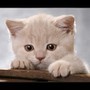 Люблю качественную музыку, профессионализм, оптимизм. Ненавижу хамство.