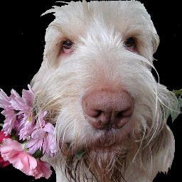 EccoDOro's profile picture. Canine Philanthropist Spokesdog at http://t.co/OYa00Q9FKs. When you care...and share...life can take you ANYWHERE! Let's b Furiends! On FB as Ecco D'Oro.