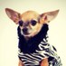 Lulú For Pets (@luluforpets) Twitter profile photo