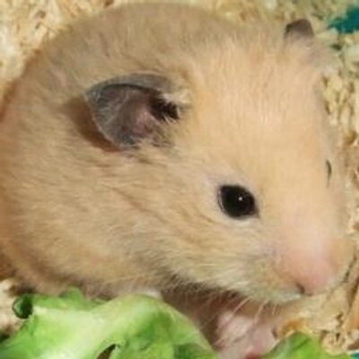 きんたろう