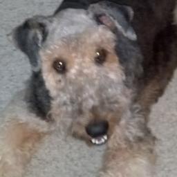 charlieo954's profile picture. 