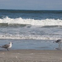 Dr. Regina Zibuck (@rz512) Twitter profile photo