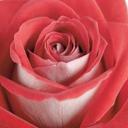 Donna (@11donna112) Twitter