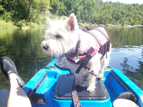 dbarcreations's profile picture. Dog groomer & animal lover, anything Italian, traveler, artist