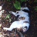 Stephen Petrie - @sixoffour - Twitter