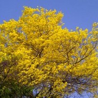 Maria Victoria Saade (@toyasaade) 's Twitter Profile Photo