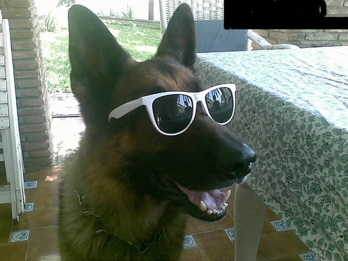 Traficante de Brekkies Excel. Me gustan todo tipo de perras. A jierro con los perro