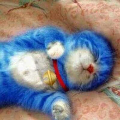 人気動物動画news Animaldouganews Twitter