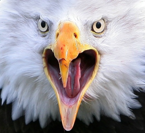 ‏‏‏مسافر