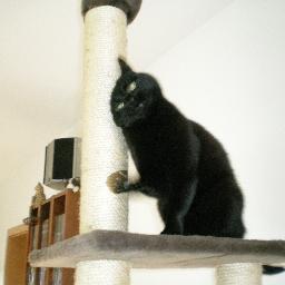 Quasselkatze's profile picture. Nordseekind und Katzenmama. Werder-Fan und Bayern-Nichtmöger. Metalhead und Fantasyfreak.