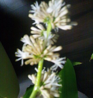 pinebamboo1's profile picture. 観劇+αの記録。