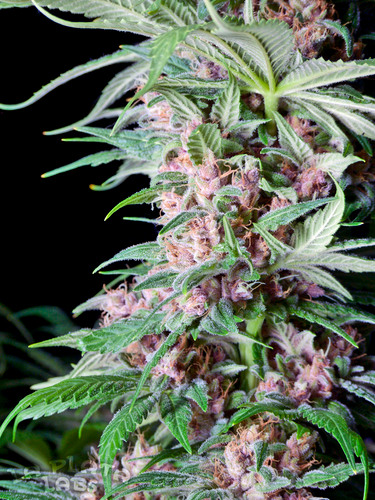 Cannabis photography and genetics!! 
HIGHTIMES Breeders Hall of Fame
HIGHTIMES Top Ten Strains 2014
HIGHTIMES Top Ten Strains 2015